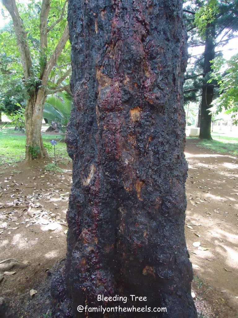 Pamplemousses Botanical garden Mauritius