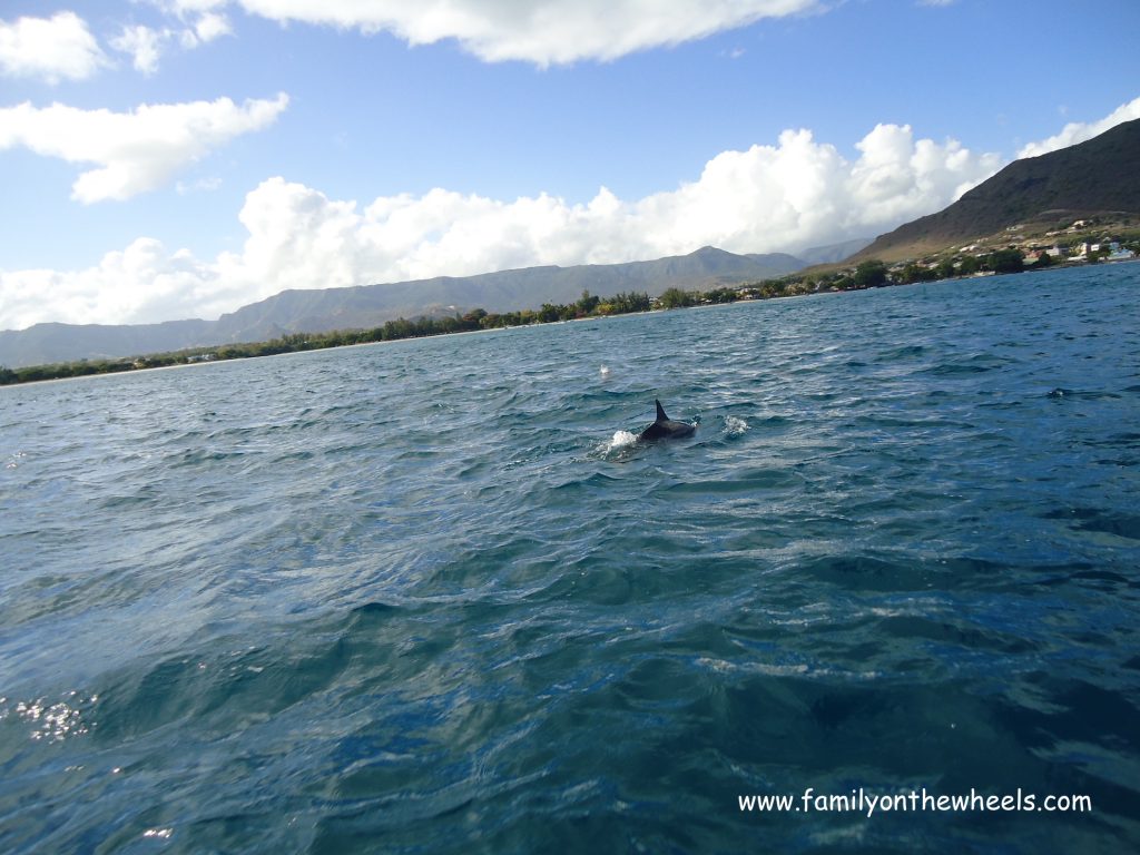 Dolphin watching at Mauritius