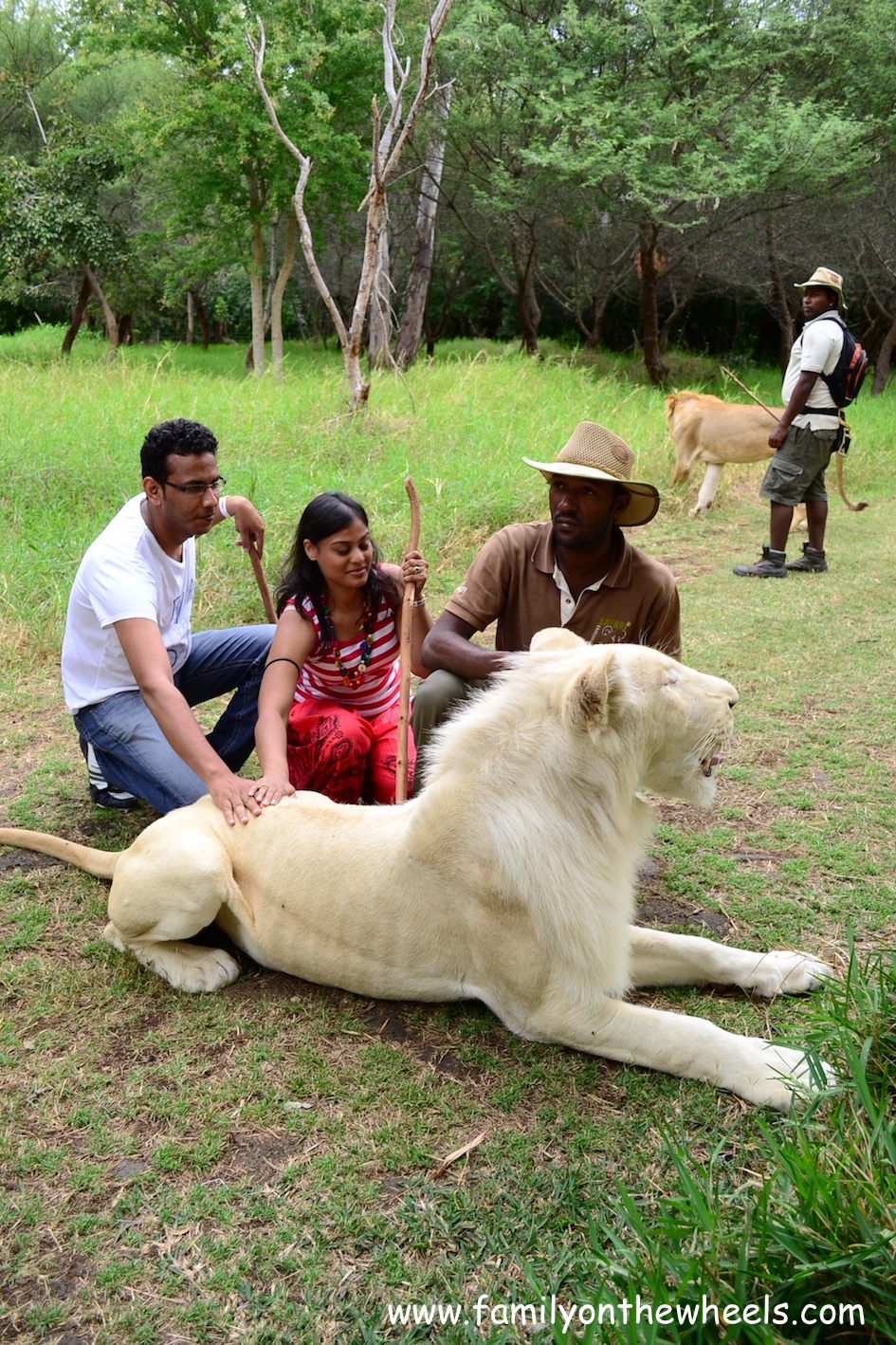 Walking with lions, mauritius