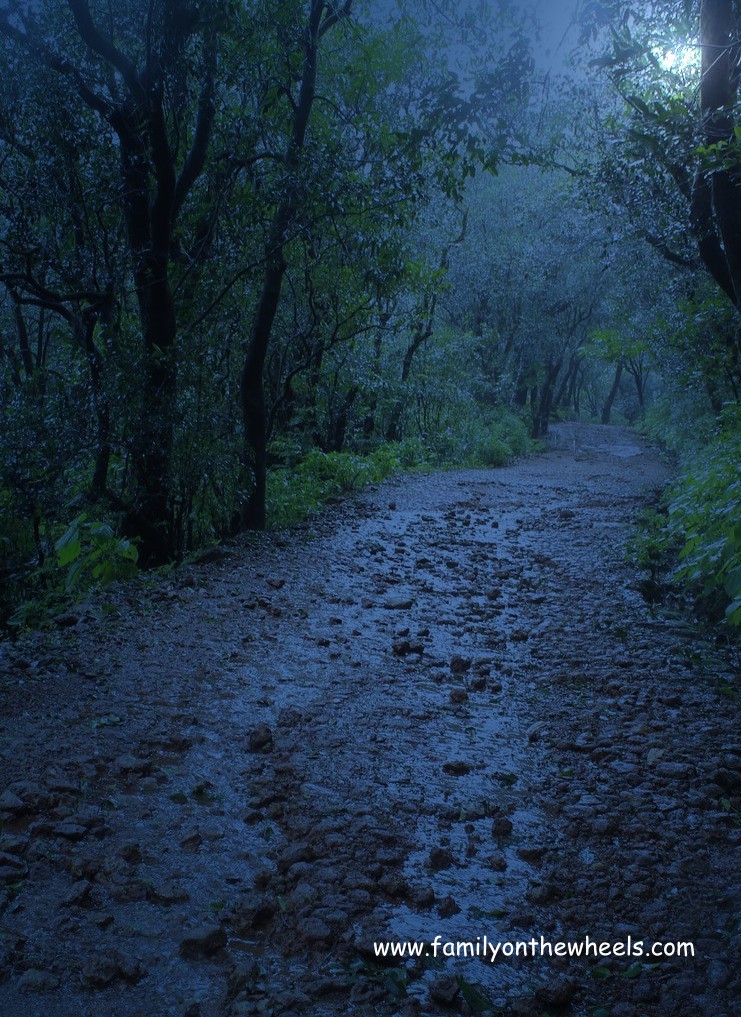 Matheran Jungle at Night