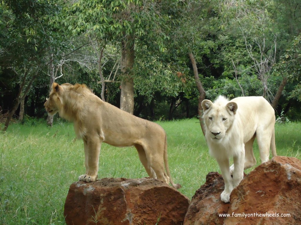Encounter with Lion safari Mauritius