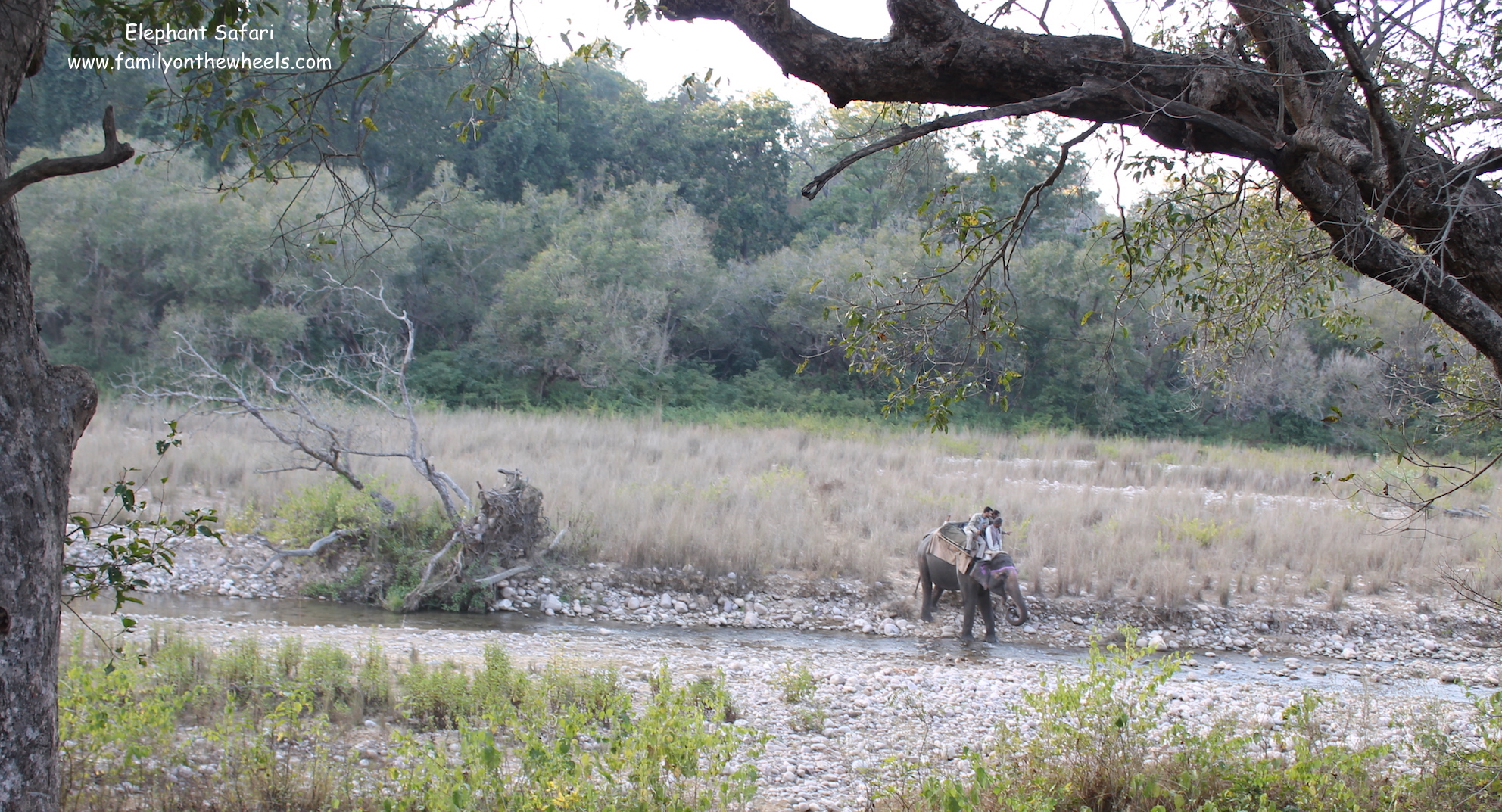 Elephant Safari at JIm Corbett park