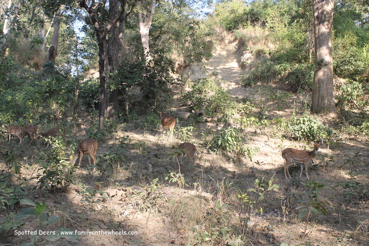 Spotted dears at Jim corbett National Park