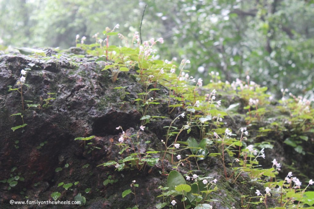 Honeymoon point, Matheran Hill station Maharashtra