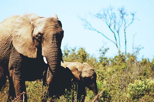 Wild Elephant atJim Corbett