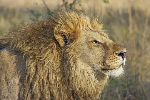 London Zoo for kids- Lions