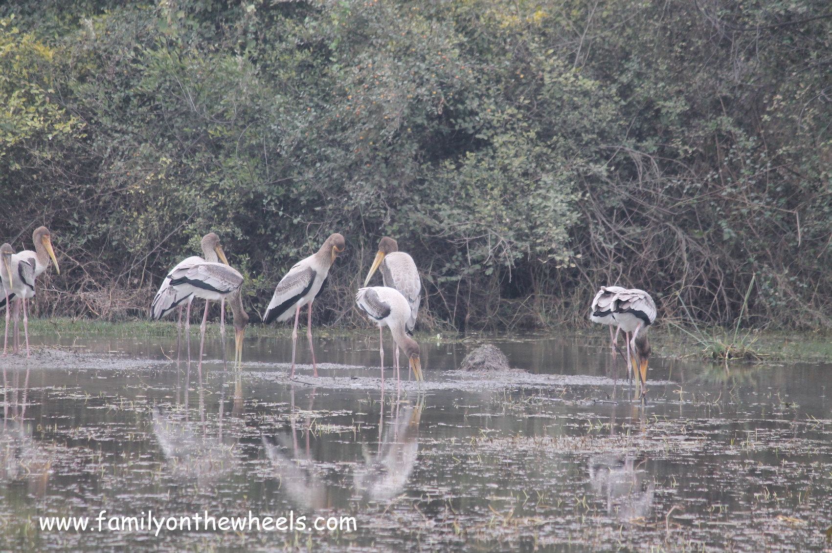 Bharatpur Bird Sanctuary