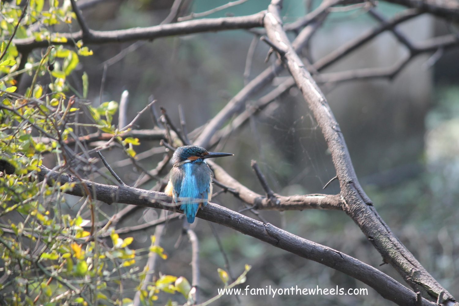 Bharatpur Bird Sanctuary