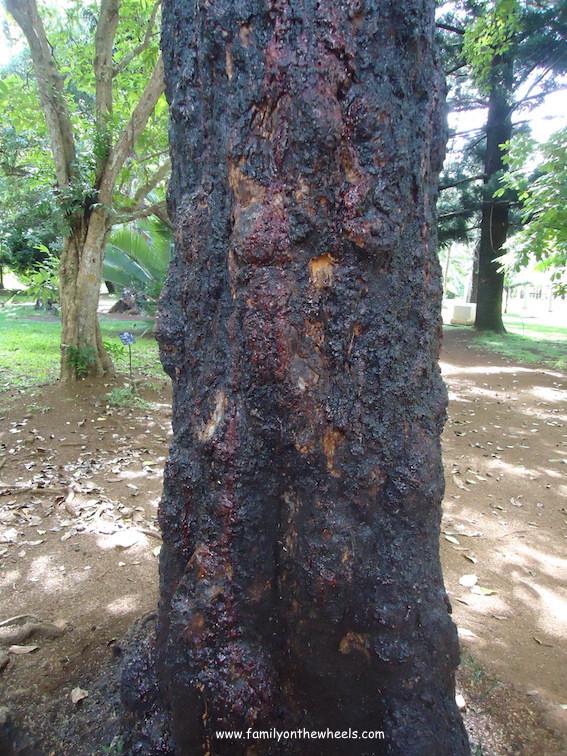 Bleeding Tree at Pampelmousses Botanical Garden