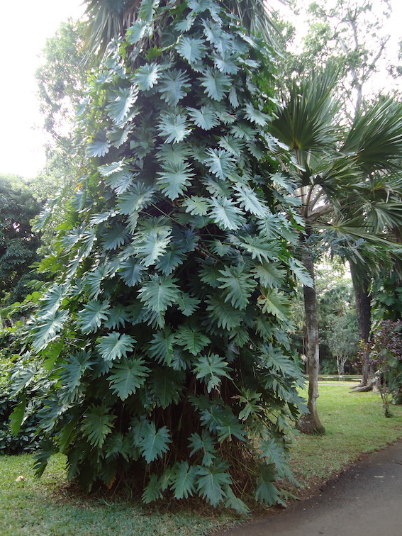 Pampelmousses Botanical Garden