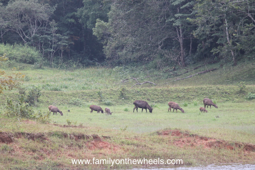 Planning a trip to Kerala this season? Include Thekkady or Periyar, famous for Periyar National Park and Periyar Tier Reserve to witness some amazing landscapes and beauty hidden in this dense forest. To make it adventurous, read here. #thekkady #kerala #periyar #tigerreserve #reserve #nationalpark #sanctuary #landscape #nature