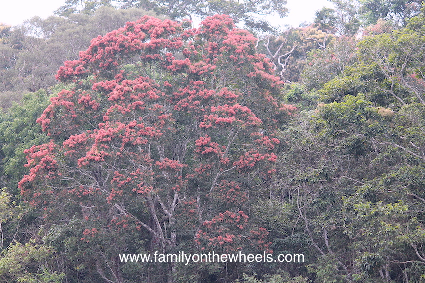 Planning a trip to Kerala this season? Include Thekkady or Periyar, famous for Periyar National Park and Periyar Tier Reserve to witness some amazing landscapes and beauty hidden in this dense forest. To make it adventurous, read here. #thekkady #kerala #periyar #tigerreserve #reserve #nationalpark #sanctuary #landscape #nature