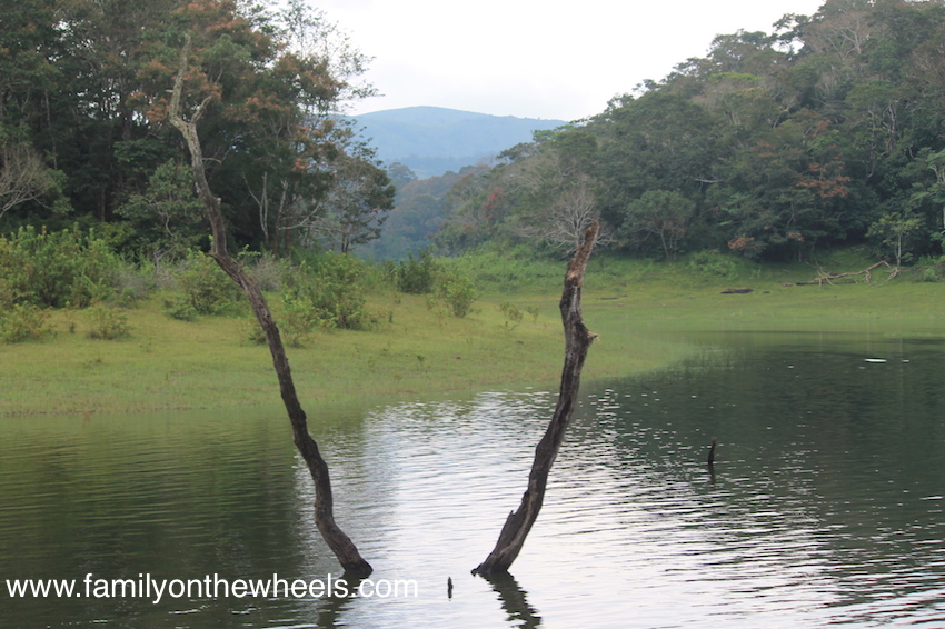 Planning a trip to Kerala this season? Include Thekkady or Periyar, famous for Periyar National Park and Periyar Tier Reserve to witness some amazing landscapes and beauty hidden in this dense forest. To make it adventurous, read here. #thekkady #kerala #periyar #tigerreserve #reserve #nationalpark #sanctuary #landscape #nature