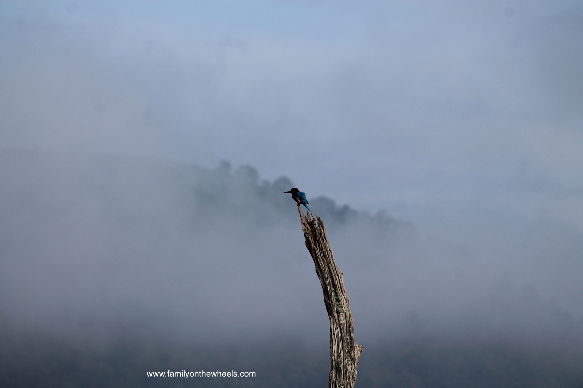 Planning a trip to Kerala this season? Include Thekkady or Periyar, famous for Periyar National Park and Periyar Tier Reserve to witness some amazing landscapes and beauty hidden in this dense forest. To make it adventurous, read here. #thekkady #kerala #periyar #tigerreserve #reserve #nationalpark #sanctuary #landscape #nature