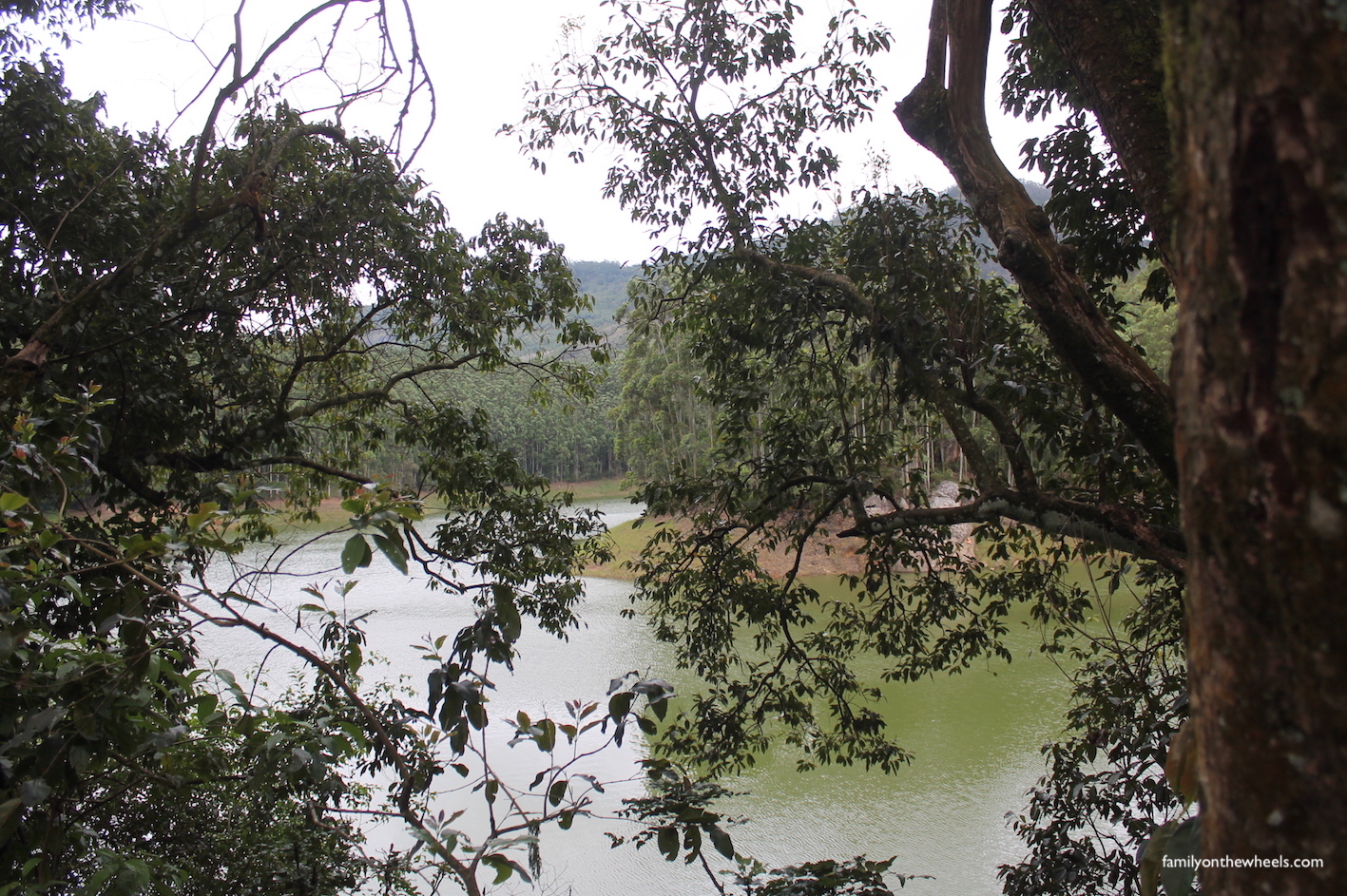 Munnar and its Tea gardens! Munnar, the most beautiful hill station of Kerala, is all about Rolling Tea gardens, Ayurvedic spa's, waterfalls, Pristine nature, Spices, and spotting Elephants. Close to 130kms from airport city Cochin, read our travel tale to Kerala, Munnar