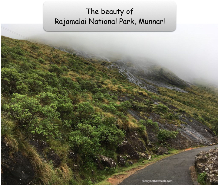 A Travel guide for Rajamalai National Park , Eravikulam National Park, Munnar, kerala by family travel bloggers