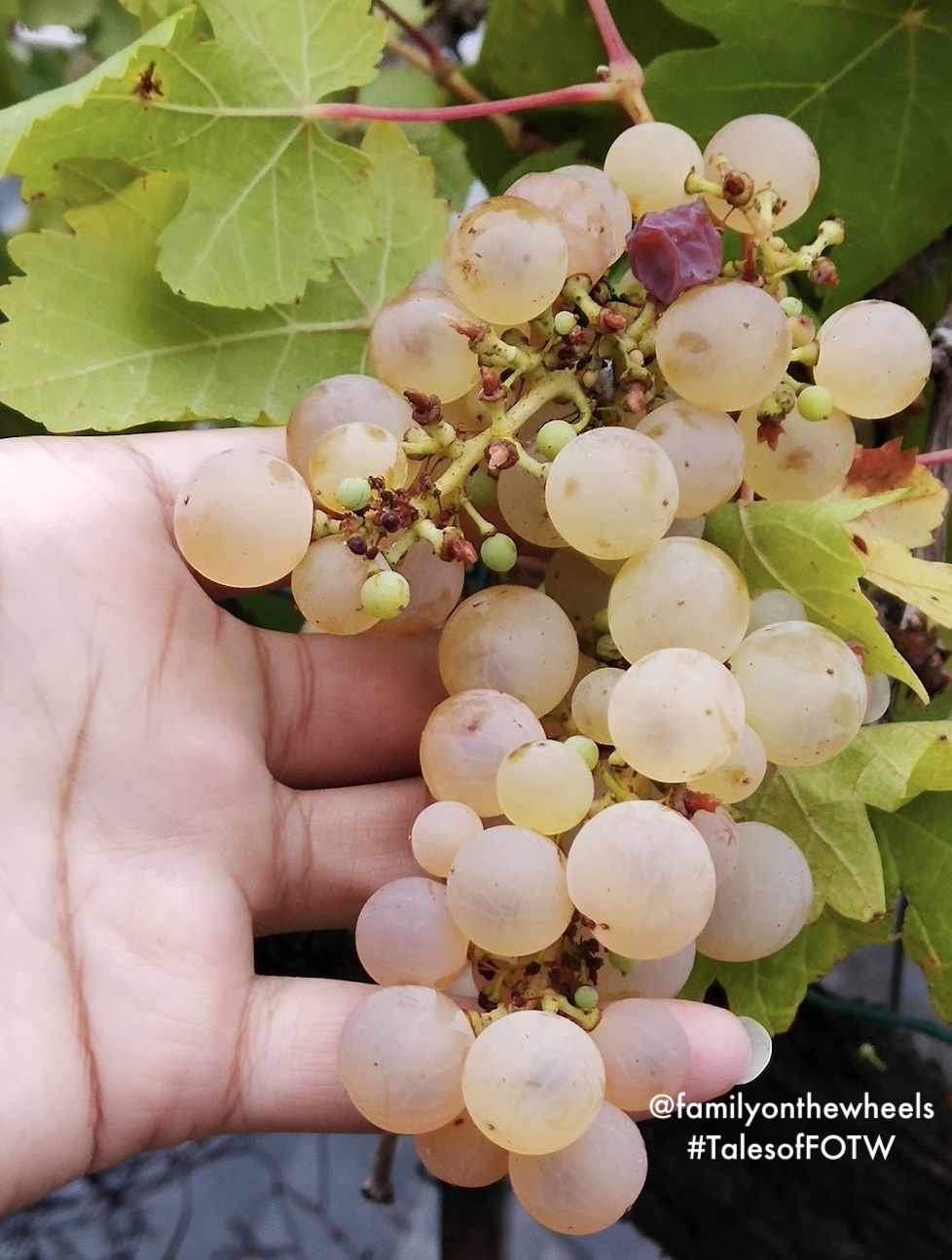 Grapevines at Loire valley #France #franceitinerary #Nice #Paris #Traveleurope #MuseeDorsay