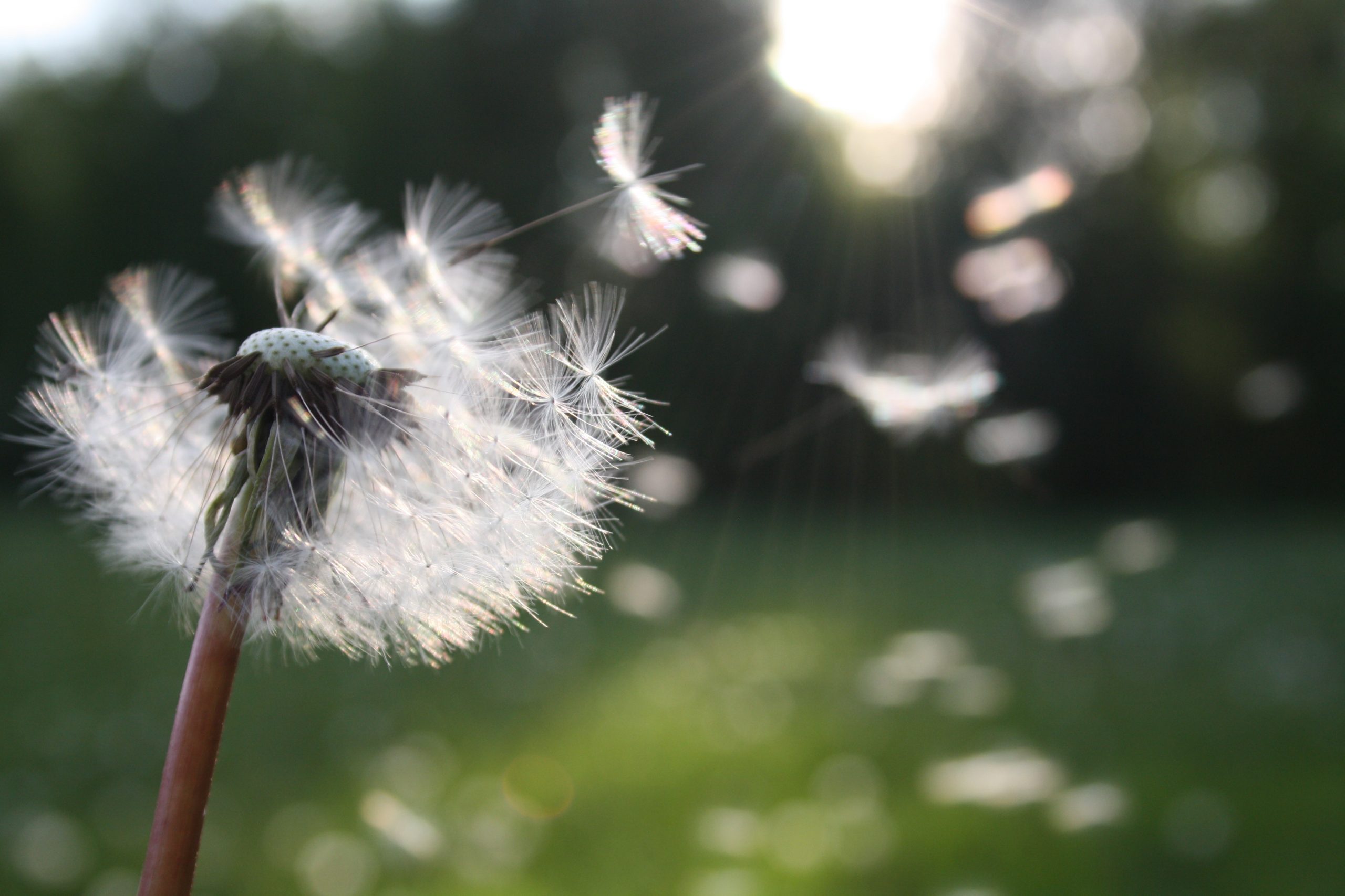 Pollen in the air 