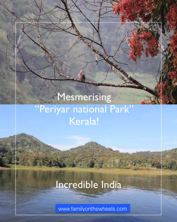 Planning a trip to Kerala this season? Include Thekkady or Periyar, famous for Periyar National Park and Periyar Tier Reserve to witness some amazing landscapes and beauty hidden in this dense forest. To make it adventurous, read here. #thekkady #kerala #periyar #tigerreserve #reserve #nationalpark #sanctuary #landscape #nature