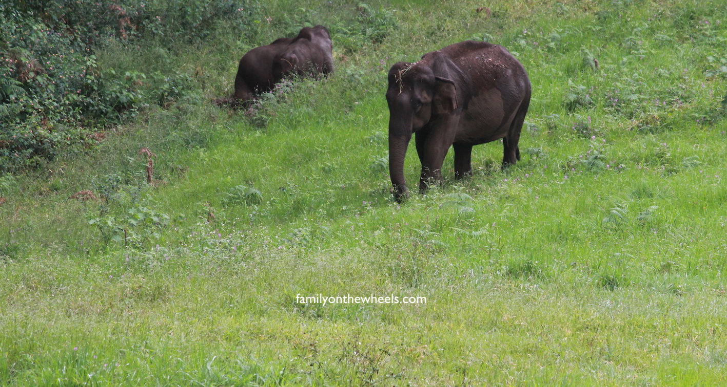 Munnar and its Tea gardens! Munnar, the most beautiful hill station of Kerala, is all about Rolling Tea gardens, Ayurvedic spa's, waterfalls, Pristine nature, Spices, and spotting Elephants. Close to 130kms from airport city Cochin, read our travel tale to Kerala, Munnar. #elephant #munnar #kerala