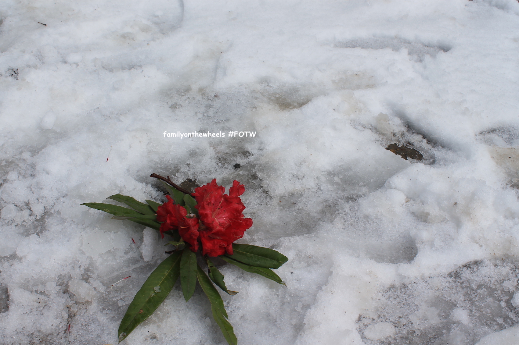 As we landed on Dalhousie, the nature greeted us with SNowfall which became dense with the time. Read our experience of travelling with kid in snow #travel #travelblogger #dalhousie #snowfall #incredibleindia